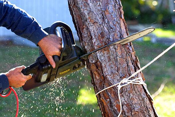 How Our Tree Care Process Works  in  Norridge, IL